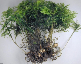 4 best Tree moss, Climacium dendroides,  Thamnobryum alopecurum, Isothecium myosuroides, Polytrichum juniperinum