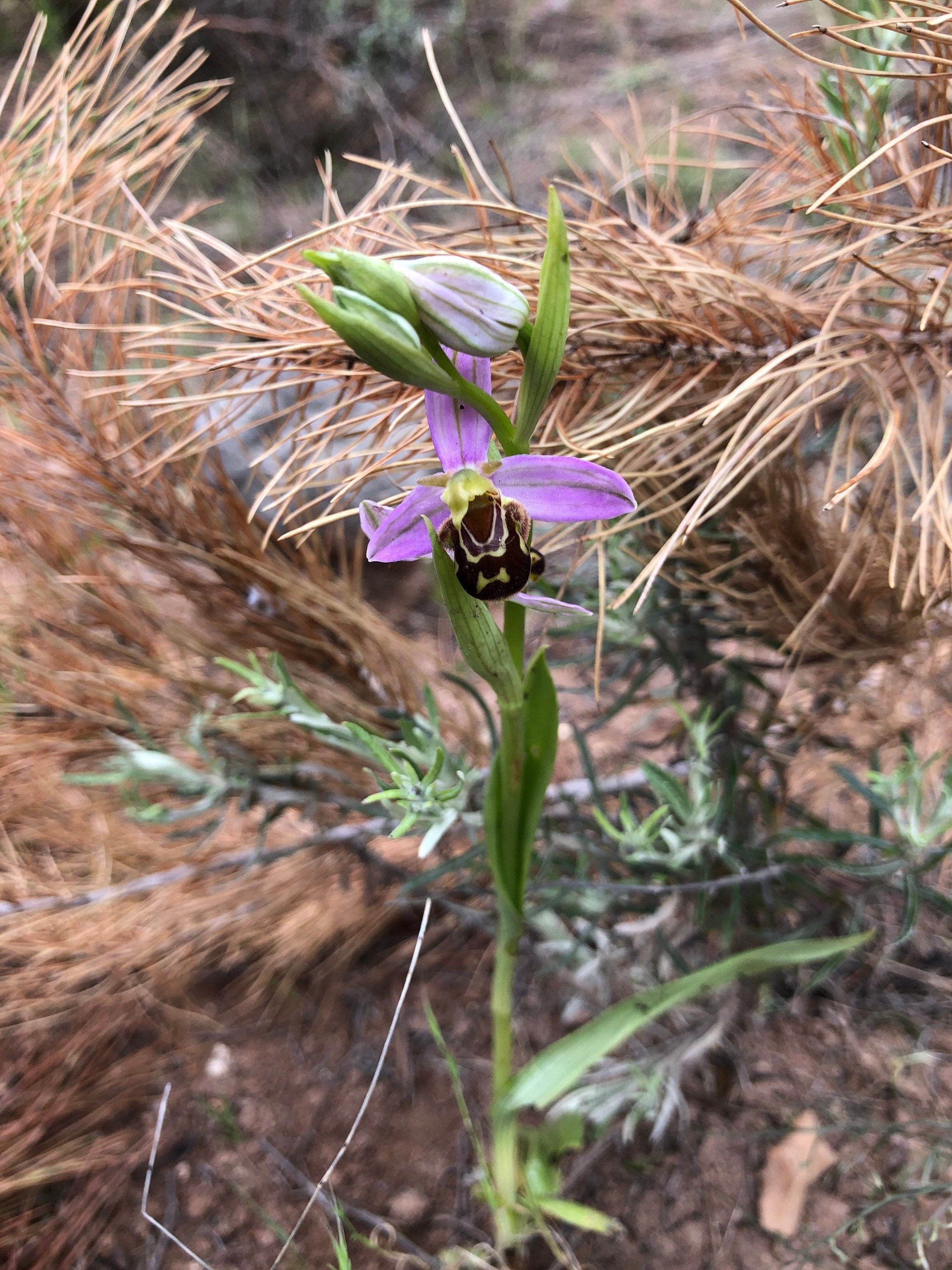 Ophrys apifera bee orchid 1 bulb or seed pod and substrate   Etsy 日本