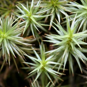 Terrarium moss Polytrichum strictum, with Phytosanitary certification and Passport, grown by moss supplier 5x5cm moss cm
