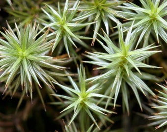 Terrarium moss Polytrichum strictum, with Phytosanitary certification and Passport, grown by moss supplier