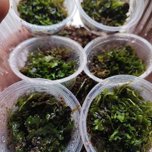 Terrarium Liverwort Endiviifolia with Phytosanitary certification and Passport, grown by moss supplier image 5