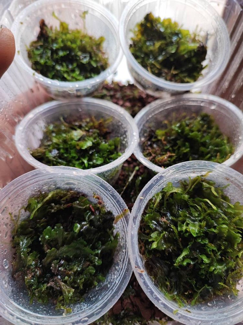 Terrarium Liverwort Endiviifolia with Phytosanitary certification and Passport, grown by moss supplier image 5