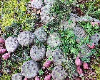Cactus Opuntia humifusa, lengua del diablo, higo indio, resistente al frío hasta -25C