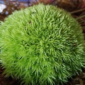 Leucobryum G, kussenmos, speldenkussenmos, kussenmos.