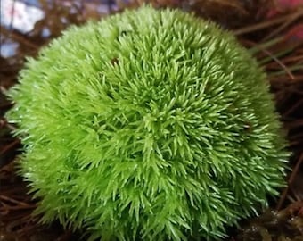 Leucobryum G, musgo cojín, musgo alfiletero, musgo almohada.