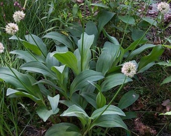 Allium victorialis  bulbs or seeds, with Phytosanitary certification and Passport, grown by moss supplier