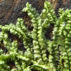 Terrarium carpeting liverwort Lophocolea bidentata, with Phytosanitary certification and Passport, grown by moss supplier image 4