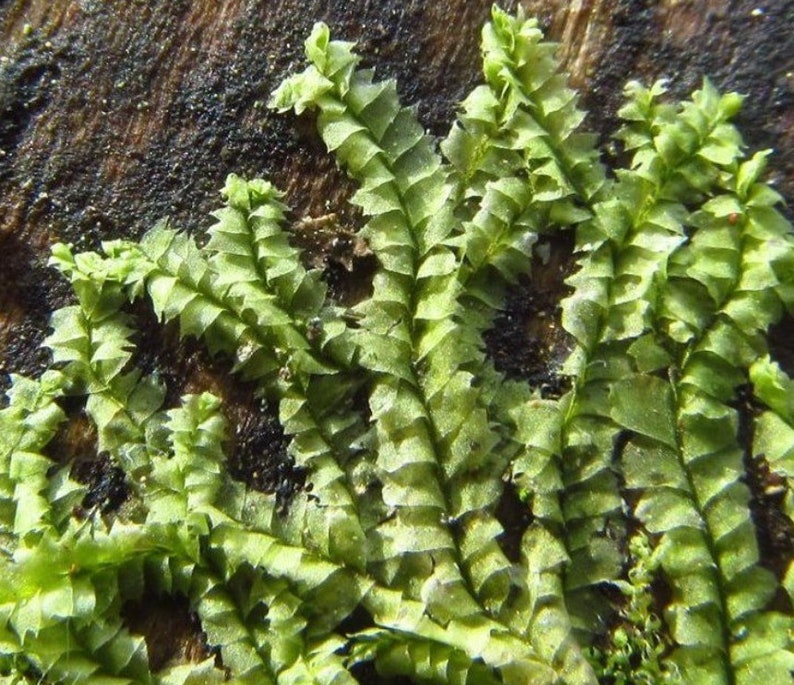 Terrarium carpeting liverwort Lophocolea bidentata, with Phytosanitary certification and Passport, grown by moss supplier image 4