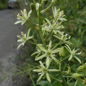 20 Ornithogalum pyrenaicum seeds, Prussian asparagus, wild asparagus, Bath asparagus, Pyrenees star of Bethlehem image 3