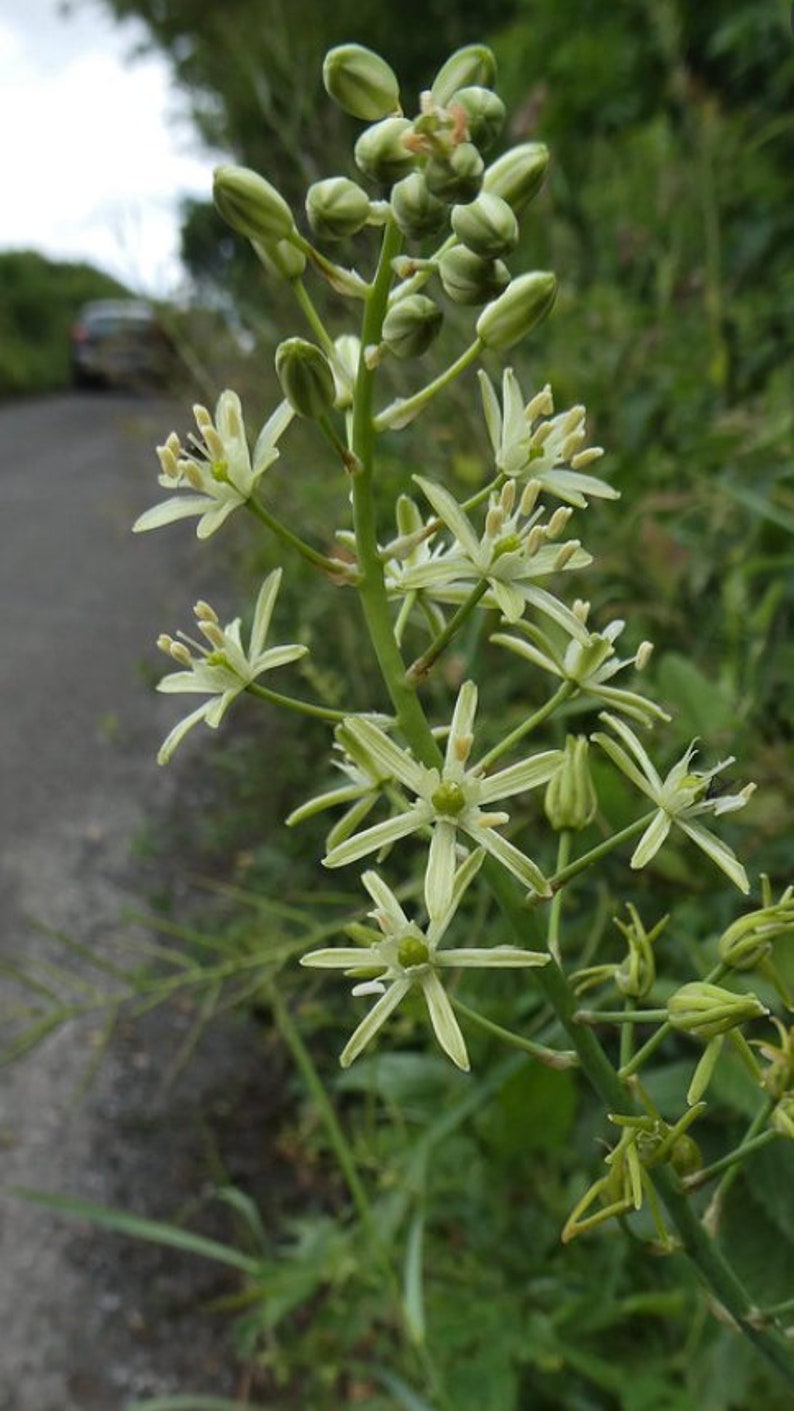 20 Ornithogalum pyrenaicum seeds, Prussian asparagus, wild asparagus, Bath asparagus, Pyrenees star of Bethlehem image 3