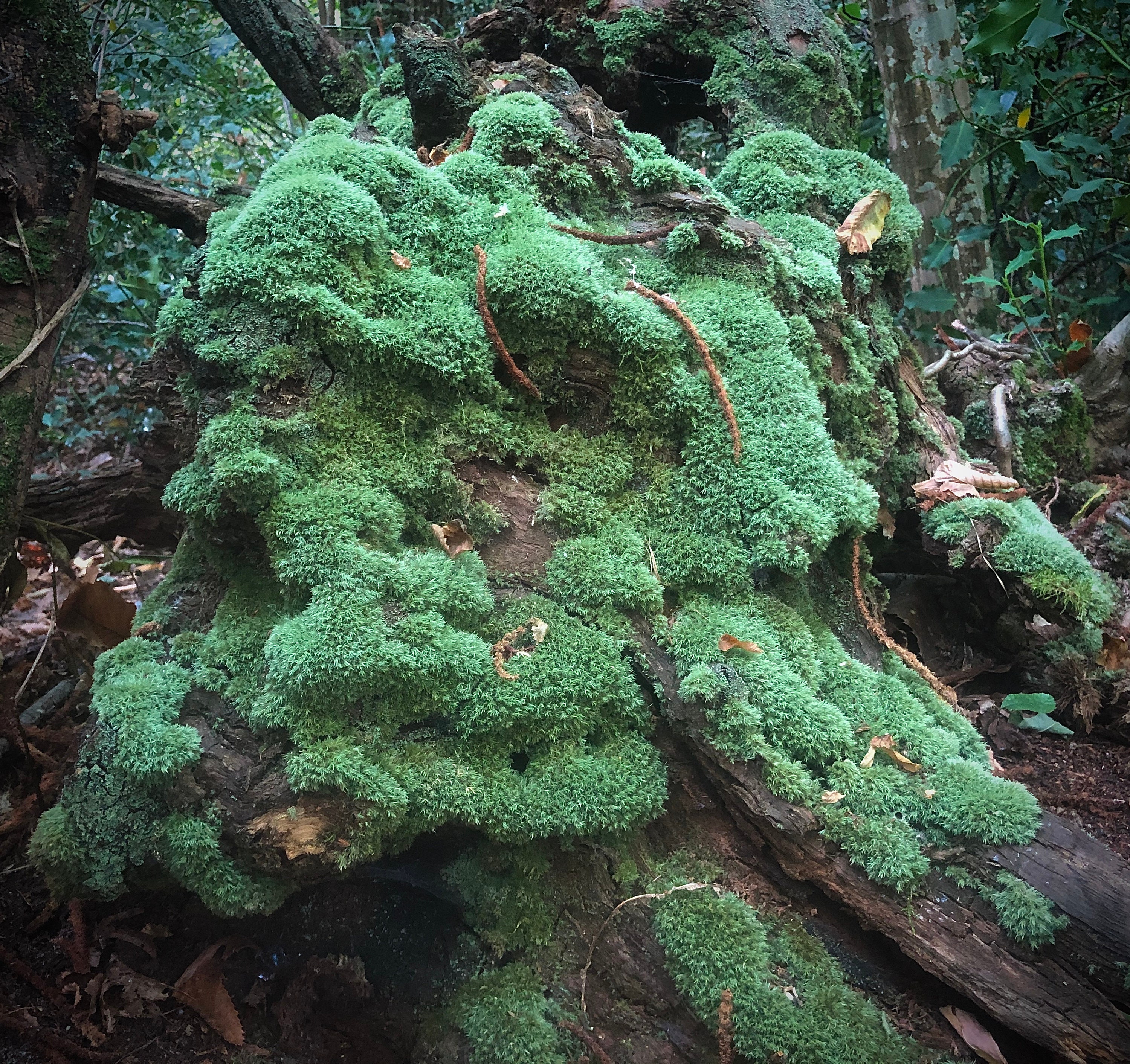 Leucobryum Glaucum et Disques d'argile/Bois Inoculés + Substrat - Fournisseur de Mousse