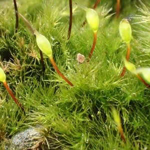 Terrarium moss Rhynchostegiella tenella, with Phytosanitary certification and Passport, grown by moss supplier Spore syringe