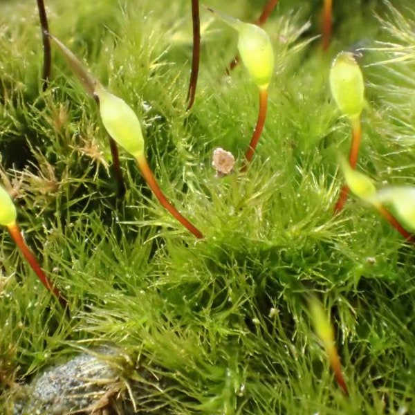 Terrarium moss Rhynchostegiella tenella, with Phytosanitary certification and Passport, grown by moss supplier