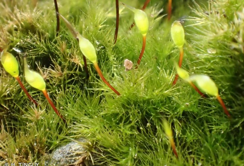 Terrarium moss Rhynchostegiella tenella, with Phytosanitary certification and Passport, grown by moss supplier Spore syringe