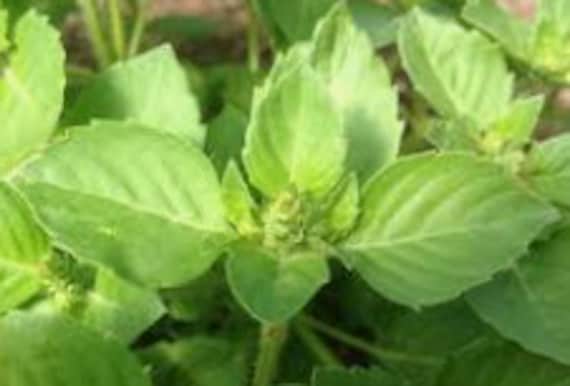 Basilic Sacré 50 + Graines, Vana Blanc, Tulsi Sauvage. Krishna Tulsi, Ocimum Tenuiflorum ou Ocinum S