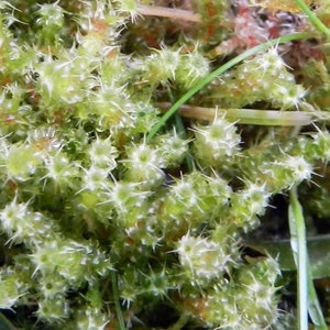 Terrarium carpeting moss Rhytidiadelphus squarrosus, with Phytosanitary certification and Passport, grown by moss supplier image 3