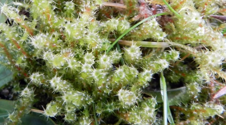 Terrarium carpeting moss Rhytidiadelphus squarrosus, with Phytosanitary certification and Passport, grown by moss supplier image 3