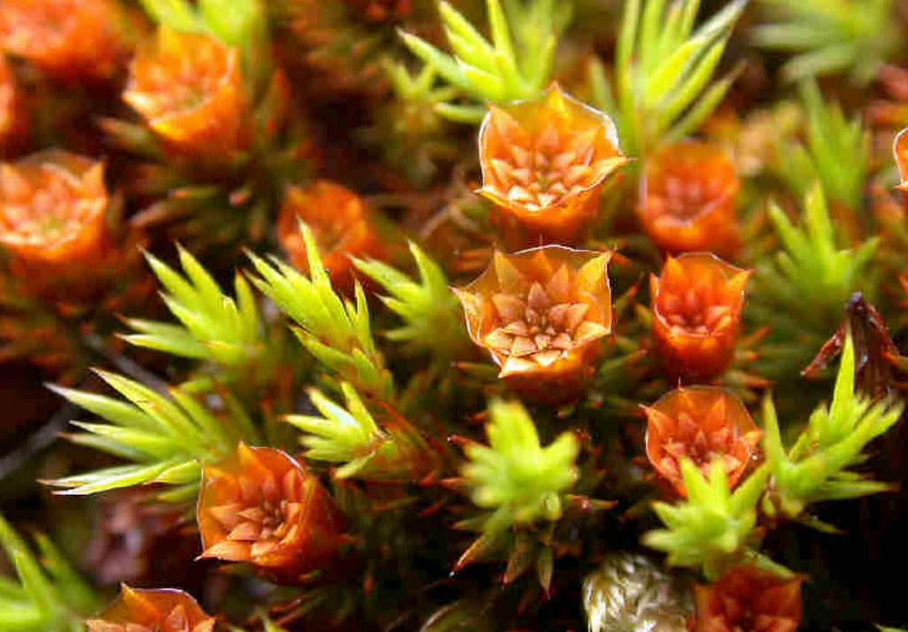 Terrarium Moss Polytrichum Strictum, With Phytosanitary Certification and  Passport, Grown by Moss Supplier 