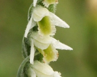 Spiranthes spiralis orchid bulb, ground orchid, autumn lady's-tresses, terrarium plants