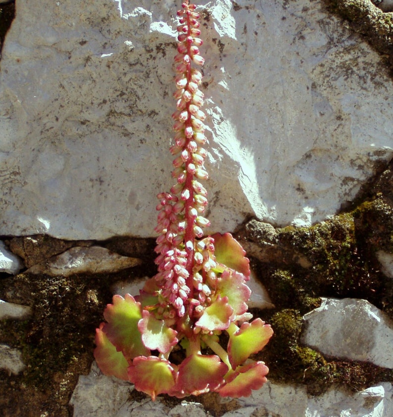 3 Umbilicus rupestris tuberous roots, the navelwort, penny-pies or wall pennywort, Perfect for terrariums vivariums and rock wall gardens image 3