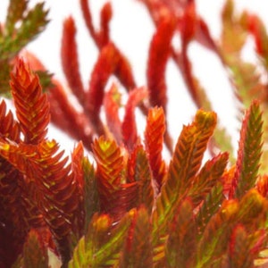 selaginella erythropus sanguinea rare spikemoss from South America with red undersides and upright growth.