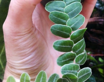 Marcgravia umbellata amazing tropical terrarium plant!