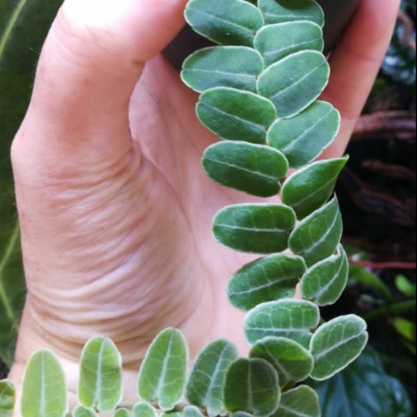 Marcgravia umbellata geweldige tropische terrariumplant!