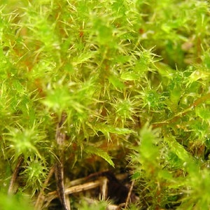 Terrarium carpeting moss Rhytidiadelphus squarrosus, with Phytosanitary certification and Passport, grown by moss supplier 10x10cm moss