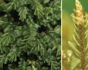 Terrarium liverwort Plagiochila porelloides liverwort carpets with Phytosanitary certification and Passport, grown by moss supplier