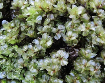 Rare moss Cinclidium stygium Lurid Cupola terrarium plant -moss supplier