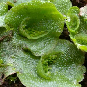 Oldest living land plants! Liverwort Lunularia cruciata carpet