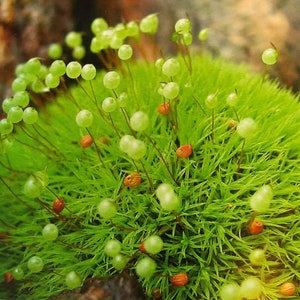 speldenkussenterrariummos, Bartramia pomiformis, met fytosanitaire certificering en paspoort, gekweekt door mosleverancier