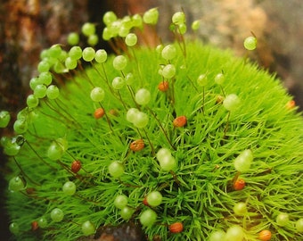 pincushion terrarium moss, Bartramia pomiformis, with Phytosanitary certification and Passport, grown by moss supplier