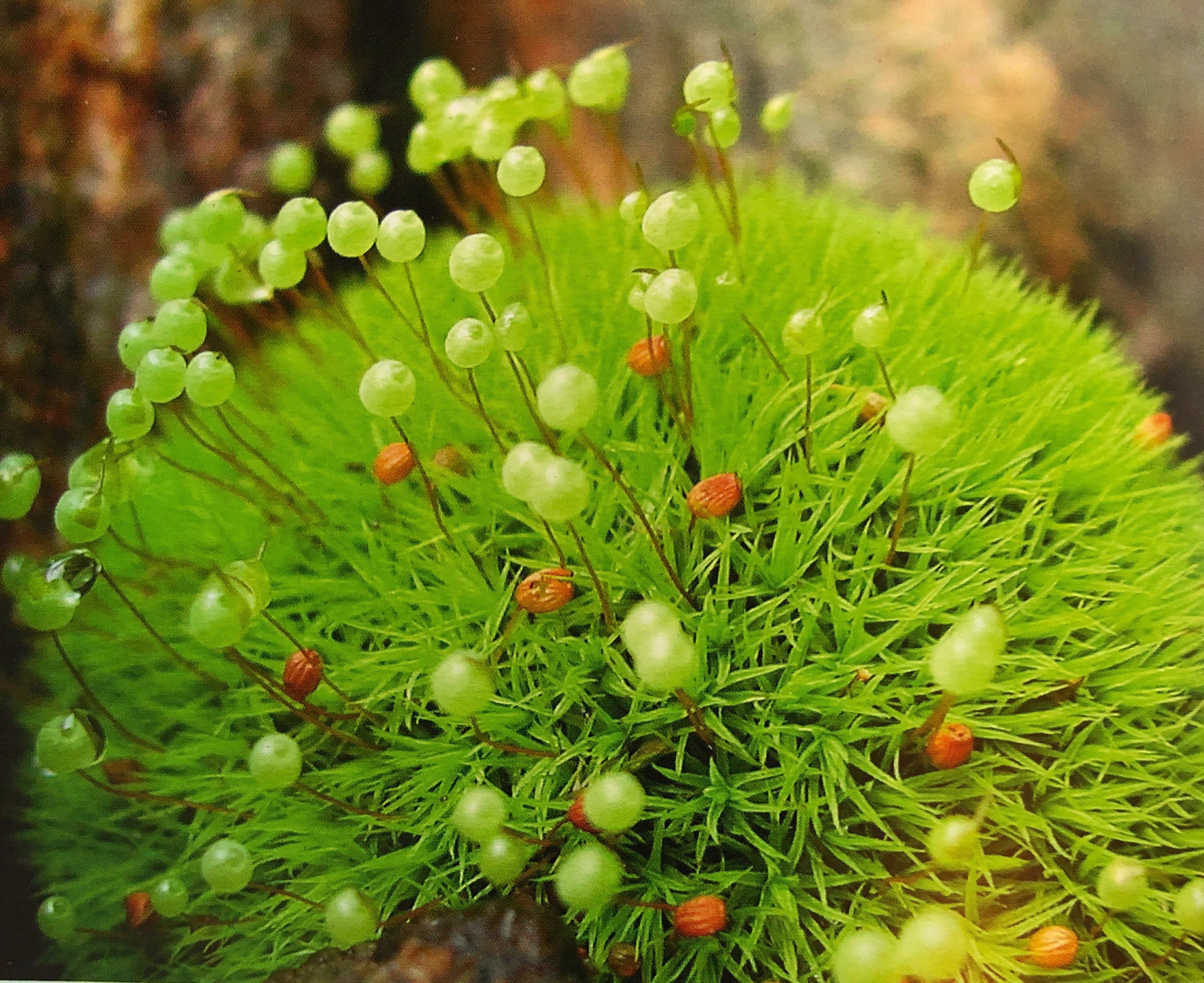 Mousse de Coussin d'épingle, Bartramia Pomiformis, Mousse Pomme Commune, Terrarium, Roche, Fournisse