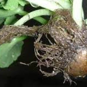 3 Umbilicus rupestris tuberous roots, the navelwort, penny-pies or wall pennywort, Perfect for terrariums vivariums and rock wall gardens image 6