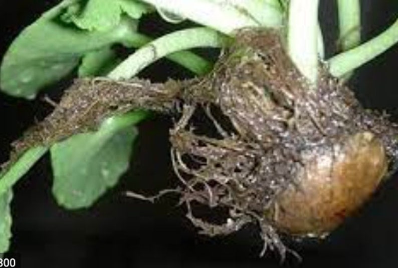 3 Umbilicus rupestris tuberous roots, the navelwort, penny-pies or wall pennywort, Perfect for terrariums vivariums and rock wall gardens image 6