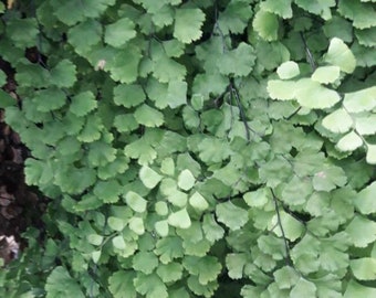 Adiantum capillus-veneris, the Southern maidenhair fern with Phytosanitary certification and Passport, grown by moss supplier