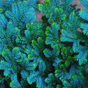 Selaginella Uncinata terrarium plant, Peacock Fern, peacock moss, Peacock Spikemoss, Rainbow Moss,