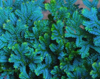 Selaginella Uncinata terrarium plant, Peacock Fern, peacock moss, Peacock Spikemoss, Rainbow Moss,