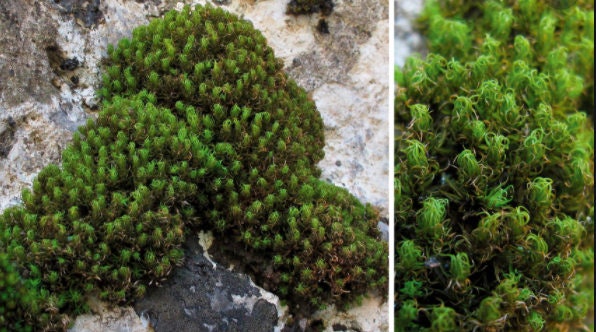 Moss Substrates
