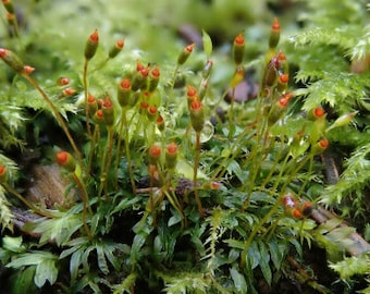 Fissidens Bryoides Musgo vivo raro para terrario, Vivarium, Riparium, Paludarium