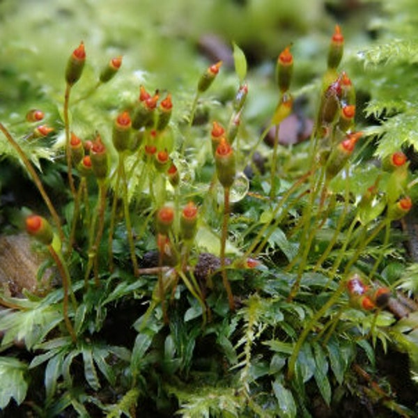 Fissidens Bryoides Rare Live Moss for Terrarium, Vivarium, Riparium, Paludarium