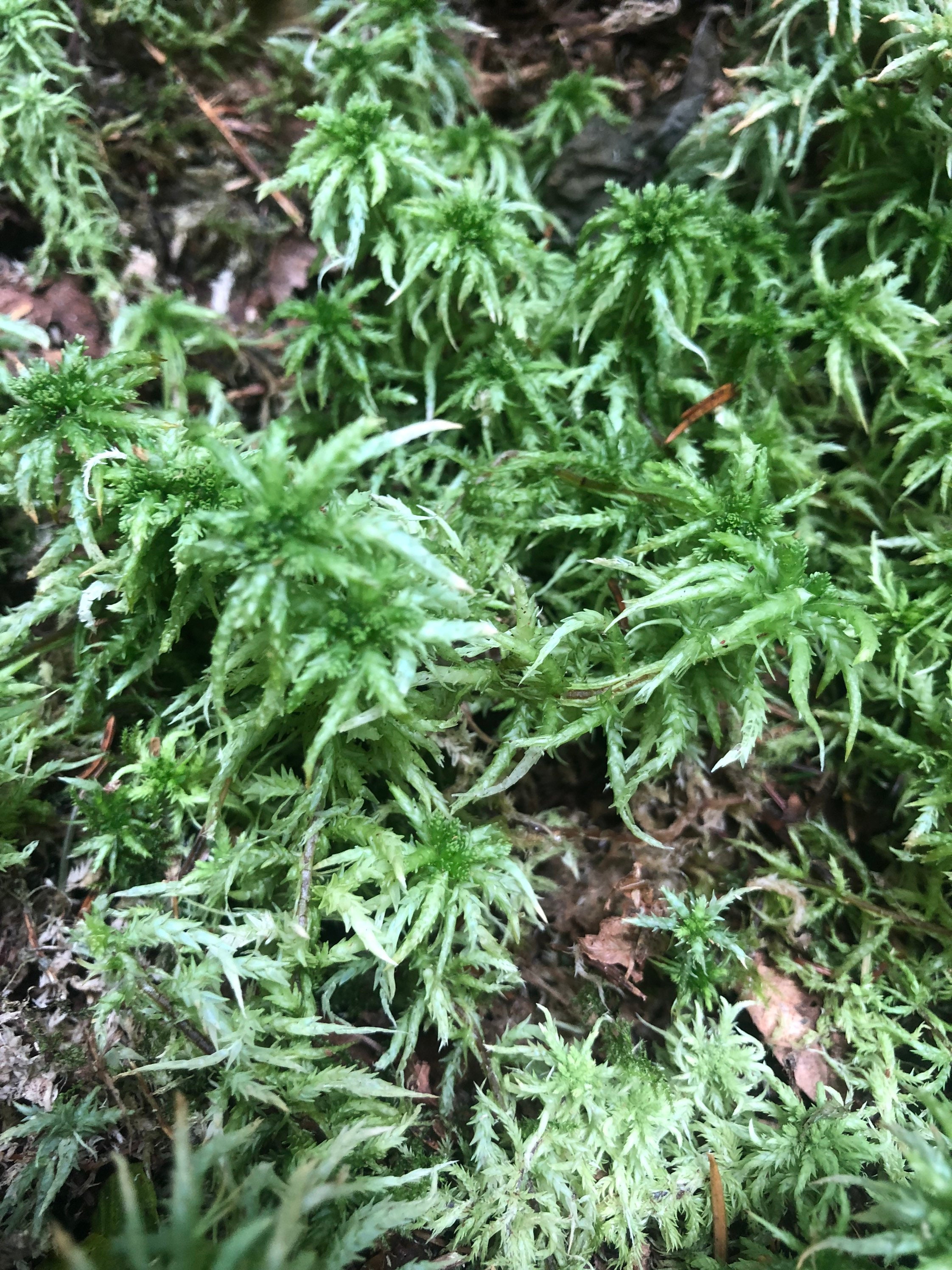 Living Sphagnum flexuosum Terrarium moss, with Phytosanitary certification  and Passport, grown by moss supplier