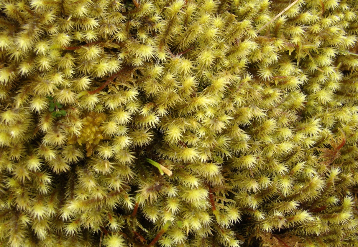 https://www.thebryophytanursery.com/listing/1028589202/breutelia-chrysocoma-golden-head-moss