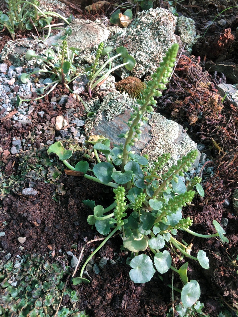 3 Umbilicus rupestris tuberous roots, the navelwort, penny-pies or wall pennywort, Perfect for terrariums vivariums and rock wall gardens image 1