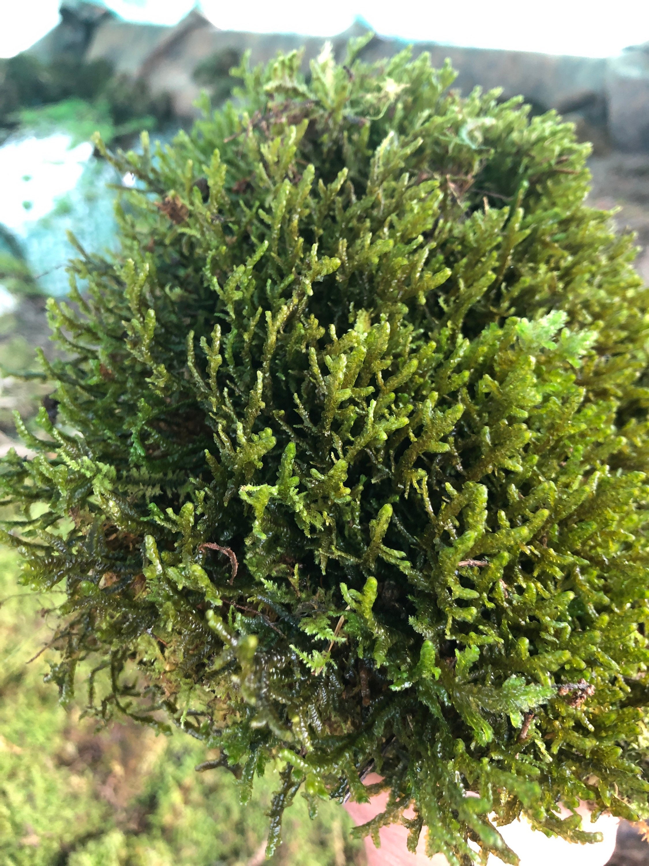 Porella Obtusata, Broad Scalewort, Plantes de Terrarium Suspendues, Hépatique Mousse Tolérante à La 