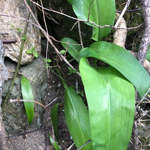 bulbes/graines d'allium ursinum, ail des ours avec certification phytosanitaire et passeport, cultivés par le fournisseur image 5