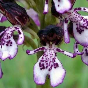 Orchis purpurea, the lady orchid, 1 bulb or seed pods and substrate