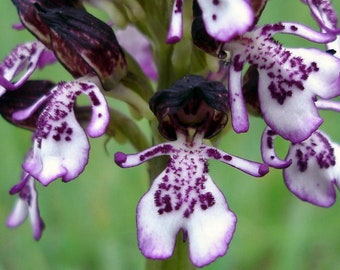 Orchis purpurea, the lady orchid, 1 bulb or seed pods and substrate