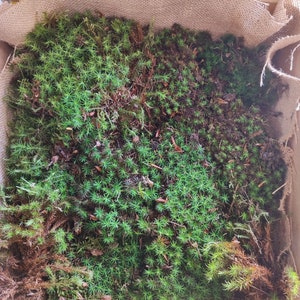 Terrarium moss 15cm tall Polytrichum juniperinum moss with Phytosanitary certification and Passport, grown by moss supplier